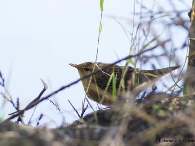 Pallas's Grasshopper Warbler (Locustella certhiola)