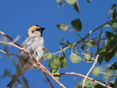 Saxaul Sparrow (Passer ammodendri)