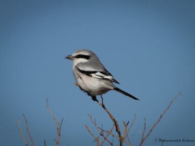 Chinese Grey Shrike (Lanius sphenocercus)