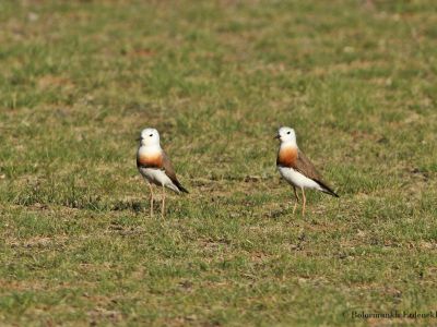 Oriental Plover (Charadrius veredus)