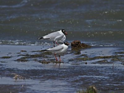 Relict Gull (Ichthyaetus relictus)