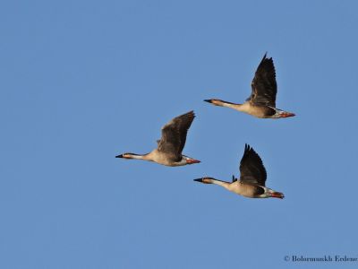 Swan Geese (Anser cygnoides)