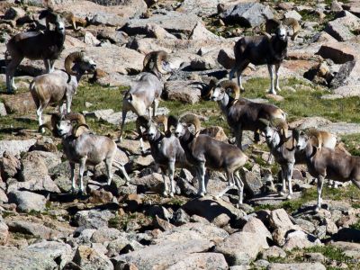 Altai Argali (Ovis ammon ammon)