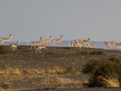 Goitered gazelle (Gazella subgutturosa)