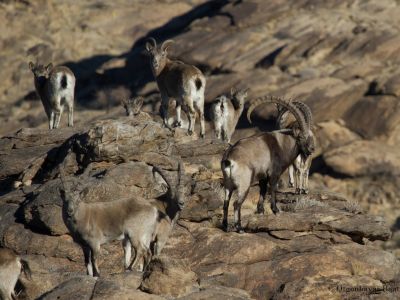 Siberian Ibex (Capra sibirica)