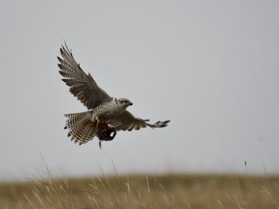 Saker falcon (Falco cherrug) with a prey