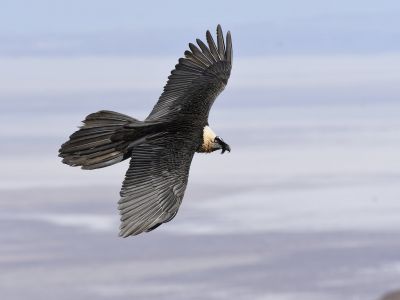 Bearded vulture (Gypaetus barbatus)