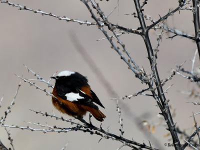 Güldenstädt's redstart (Phoenicurus erythrogastrus)