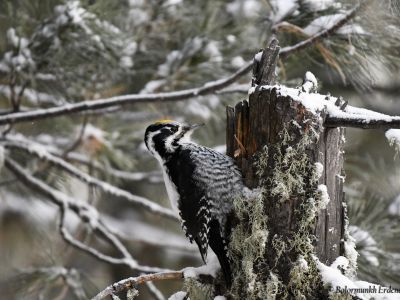 Eurasian Three-toed Woodpecker is the most common woodpecker species in the taiga forest