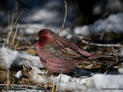 Red-mantled Rosefinch (Carpodacus rhodochlamys) are found mostly in western Mongolia