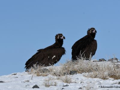 Cinereous Vulture is a common resident species