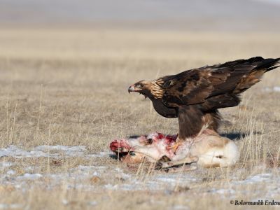 Golden Eagle occasionally prey on Mongolian Gazelle in the winter