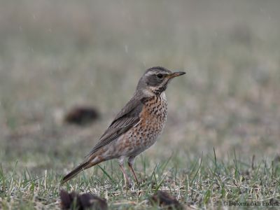 Naumann's Thrush (Turdus naumanni)