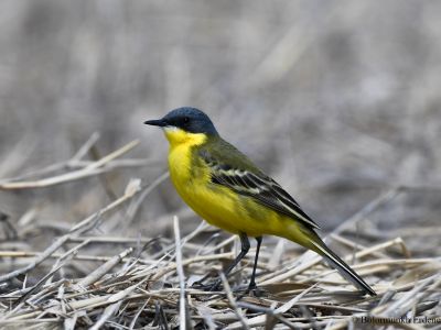 Eastern yellow wagtail (Motacilla tschutschensis macronyx)