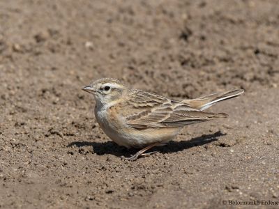 Mongolian short-toed Lark (Calandrella dukhunensis)