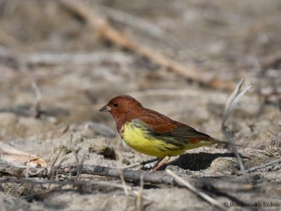 Chestnut Bunting (Emberiza rutila)