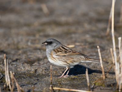 Black-faced Bunting (Emberiza spodocephala)