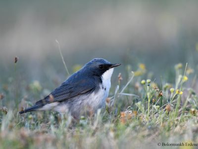 Male Siberian blue robin (Larvivora cyane)