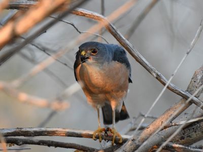 Japanese Sparrowhawk (Accipiter gularis)