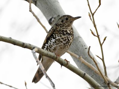 White's Thrush (Zoothera aurea)