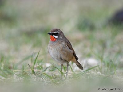 Siberian Rubythroat (Calliope calliope)