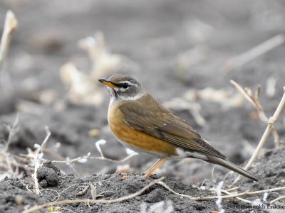 Eyebrowed Thrush (Turdus obscurus)