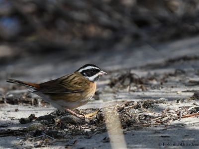 Tristram's Bunting (Emberiza tristrami)