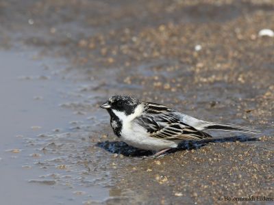 Pallas's reed Bunting (Emberiza pallasi)