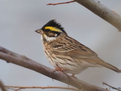 Yellow-browed bunting (Emberiza chrysophrys)