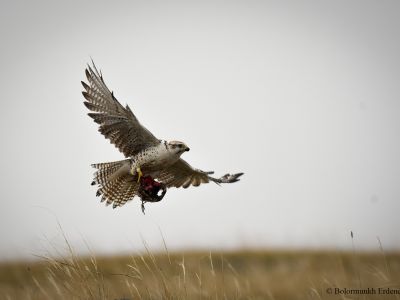 Saker Falcon 