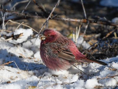 Male Red-mantled Rosefinch (Carpodacus rhodochlamys)