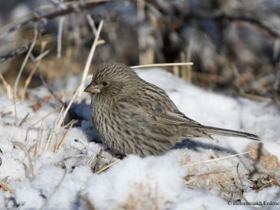 Female Red-mantled Rosefinch (Carpodacus rhodochlamys)