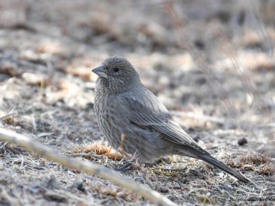 Female Great Rosefinch (Carpodacus rubicilla khobdensis)