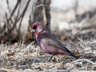 Male Great Rosefinch (Carpodacus rubicilla khobdensis)