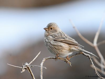 Female Chinese beautiful Rosefinch (Carpodacus davidianus)