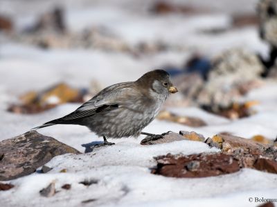 Brandt's Mountain Finch (Leucosticte brandti)