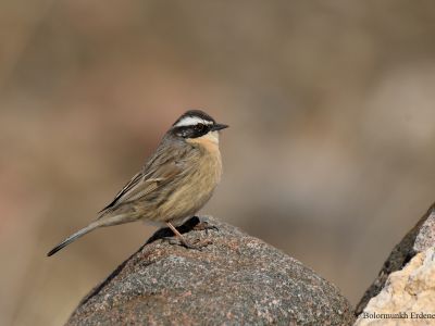 Brown Accentor (Prunella fulvescens)