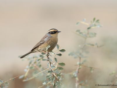 Siberian Accentor (Prunella montanella)