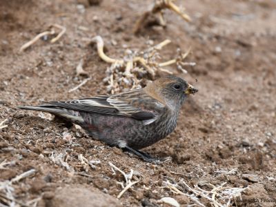 Asian Rosy Finch (Leucosticte arctoa brunneonucha)