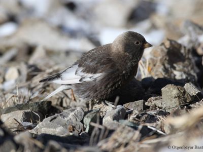 Asian rosy finch (Leucosticte arctoa arctoa) 