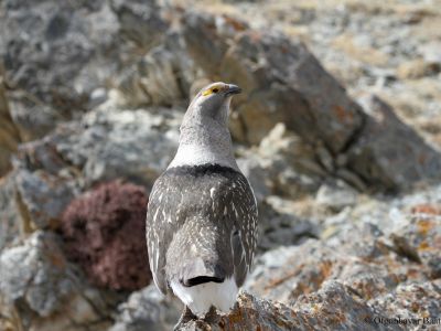 Altai Snowcock (Tetraogallus altaicus)