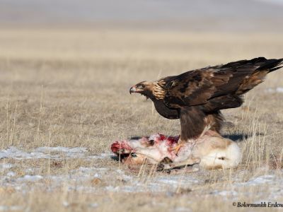 Golden Eagle (Aquila chrysaetos) with a prey (Mongolian gazelle)