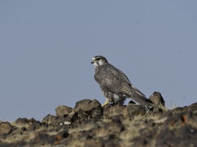 Endangered Saker Falcon (Falco cherrug)