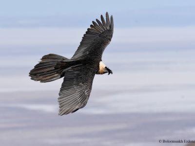 Bearded Vulture (Gypaetus barbatus)