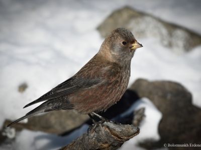 Asian Rosy Finch (Leucosticte arctoa gigliolii)