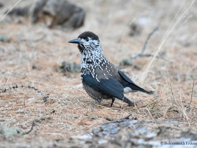 Spotted Nutcracker