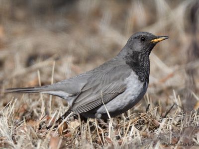 Black-throated Thrush