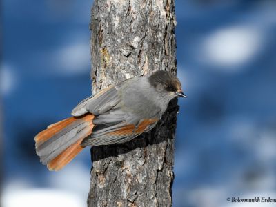 Siberian Jay