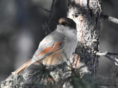 Siberian Jay