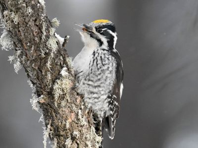 Three-toed Woodpecker